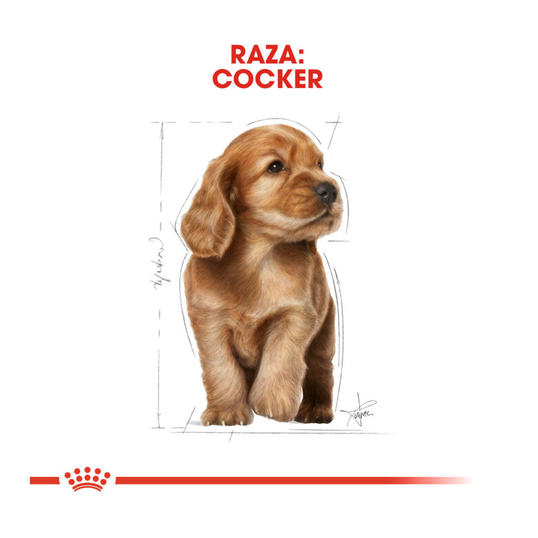 3 kg Royal Canin Puppy Cocker ração para cães,  Imagem número 4 3 kg Royal Canin Puppy Cocker ração para cães, , large Imagem número 4